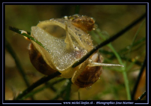 A big Big-eared radix - Radix auricularia (Linnaeus, 1758... by Michel Lonfat 